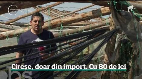 Au apărut cireşele în pieţe, dar la preţuri care îţi taie pofta. Un kilogram costă cât patru de carne