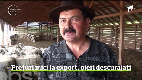Disperaţi că au rămas cu mulţi miei nevânduţi după Paşte, ciobanii încearcă acum să mai reducă din pagube