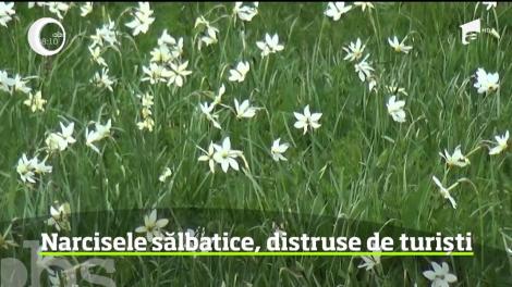 Spectacol de steluţe albe pe un deal din Bistriţa Năsăud! Au înflorit narcisele sălbatice