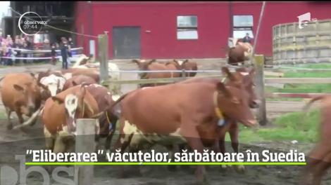 Sărbătoare la o fermă din Suedia! Mii de oameni s-au adunat să vadă prima ieşire a văcuţelor la păşunat