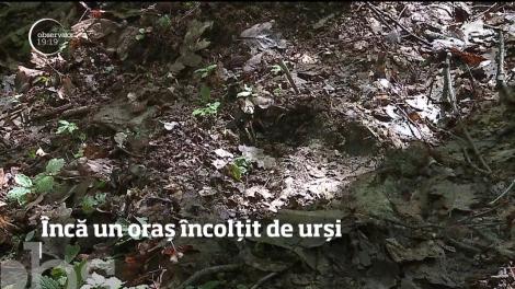 Târgu-Mureș, invadat de urși