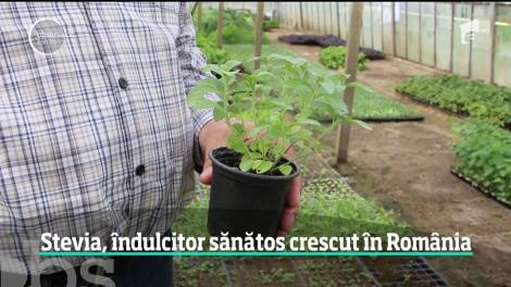 Stevia, îndulcitor sănătos crescut în România