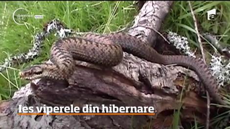 Atenție! Viperele, mai periculoase ca niciodată în următoarele luni! Care sunt simptomele care apar în urma intoxicației cu venin