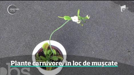 Printre români circulă un nou trend. Tot mai mulţi cumpără şi cresc plante carnivore în propriile locuinţe