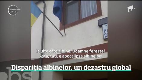 Albinele au îngheţat în stupi şi riscă să moară! Este semnalul de alarmă tras de apicultori, odată cu valul de frig care a cuprins România