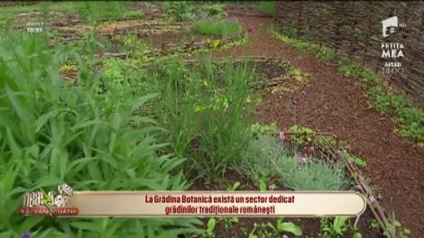 Oază de liniște și sănătate la Grădina Botanică din București! Aici găsești sectorul dedicat grădinilor tradiționale românești