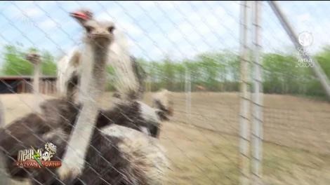 Domeniul Gruiu, locul de vis unde îți poți petrece timpul liber alături de prieteni și familie