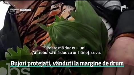 Bujorul românesc, o specie protejată, care creşte doar în câteva rezervaţii, este vândut pe marginea străzii, în Tulcea