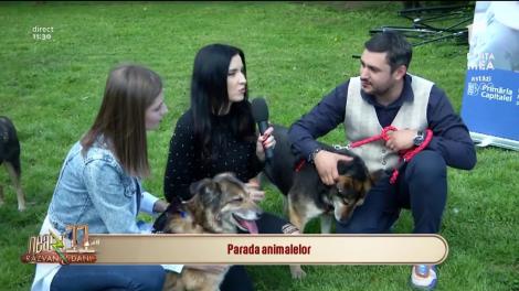 Campanie de informare. Ce obligații au posesorii de animale de companie