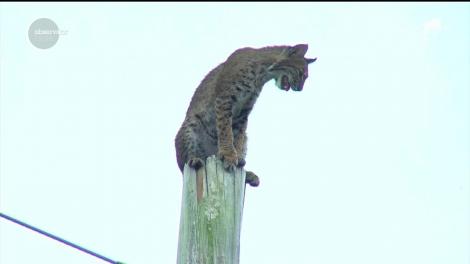 Operaţiune de salvare inedită în statul american Florida