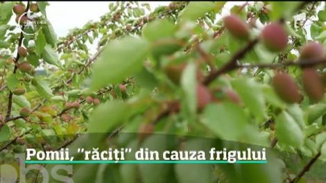 Au îngheţat de frig pomii fructiferi. Cea mai rece lună mai din ultimii 60 de ani ne lasă fără fructe