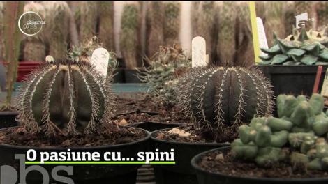 O pasiune adevărată necesită răbdare, înţelegere şi, uneori, timp. Iar dacă eşti îndrăgostit de florile de cactus, aşteptarea e lungă