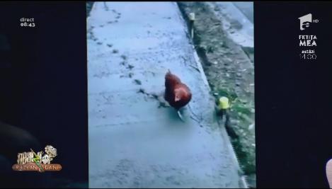 Smiley News. Muncitorii leneși și găina care se joacă în ciment