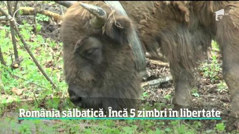 Cinci zimbri au fost eliberaţi în pădurile de lângă Parcul Natural Vânători-Neamţ