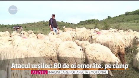 Peste 60 de oi, păzite de câini ciobăneşti, au fost omorâte de urși! Ciobanii sunt disperați. Video