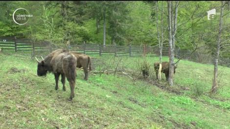 Parcul Natural Vânători din Neamţ are încă cinci locuitori noi. Este vorba de o familie de zimbri care au fost eliberaţi în pădurile din zonă