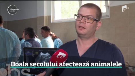 Boala secolului nu afectează doar oamenii, ci şi animalele. O pisică din cinci şi unul din trei câini suferă de cancer