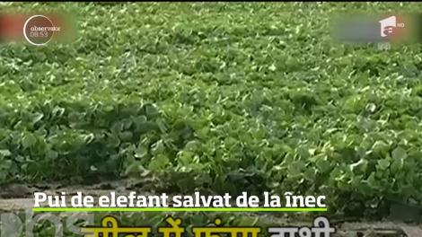Un pui de elefant a fost salvat de la înec. Acesta trecea peste calea ferată alături de mamă când a căzut într-un lac acoperit de zambile de apă