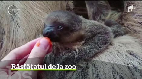 Un pui de leneş, cel mai lent mamifer de pe planetă, este noua atracţie a Grădinii Zoologice din Londra