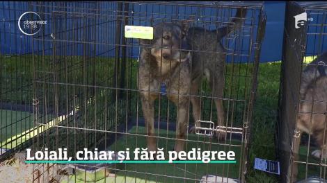 Asociaţia pentru Protecţia Animalelor, mesaj pentru oameni: Chiar şi fără Pedigree, animalele de companie sunt la fel de iubitoare şi loiale