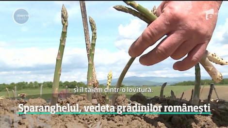 Sparanghelul, vedeta grădinilor românești. Fermierii au început să îl cultive pentru prima oară în România