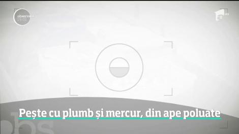 Sute de tone de peşte cu mercur, aduse în România. Marfa otrăvită a ajuns în pieţe, restaurante şi chiar în mari magazine!