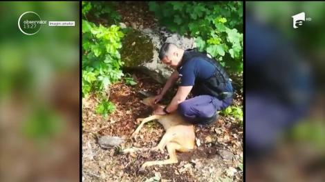 Poveste cu final fericit, în apropiere de Băile Herculane. Un pui de căprioară lovit de o maşină a fost salvat de jandarmi şi de medicii veterinari