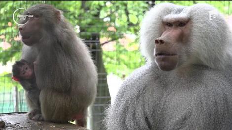 Pui de pavian născut la grădina zoologică din Hunedoara
