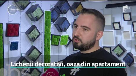 Lichenii decorativi care rezistă și câțiva ani, oaza din apartament