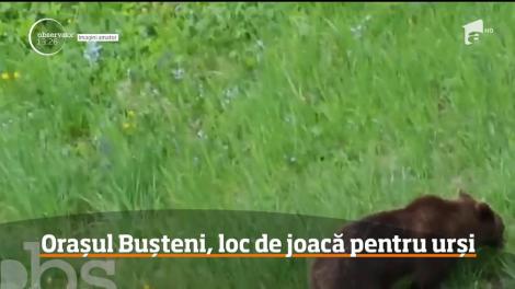 Buşteni a devenit staţiunea urşilor în ultima perioadă