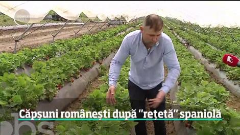Căpșuni românești după rețetă spaniolă. Povestea a doi tineri români care s-au îndrăgostit la o fermă de căpşuni din Spania