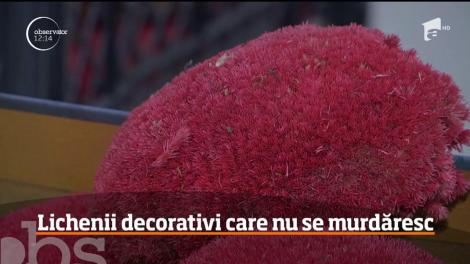Moda plantelor stabilizate câştigă teren în România. Pereții înverziți, un mediu mai prietenos