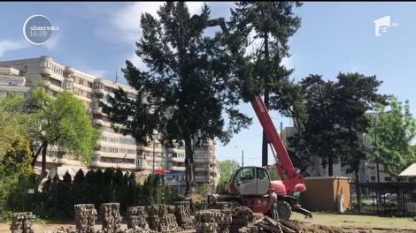 Noi îi tăiem, alții îi apără! Un copac ocrotit de lege a fost salvat, cu ajutorul unei macarale