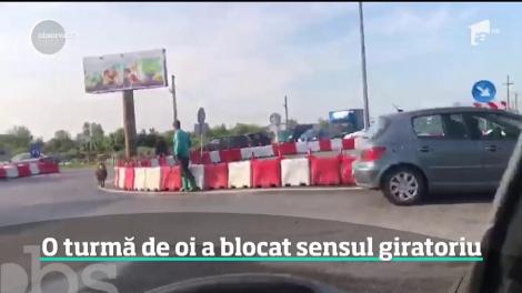 O turmă de oi a blocat şoseaua E85, care leagă Moldova de Capitală