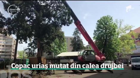 Povestea celui mai norocos arbore din România. Cum a fost mutat din calea drujbei un copac de şase tone