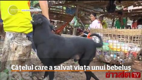 Un câine din Thailanda i-a salvat viaţa unui bebeluş abia născut