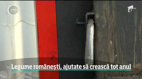 Subvențiile pentru cultivatorii de roșii, dublate! Care este planul autorităților pentru a scoate legumele de import de pe tarabe