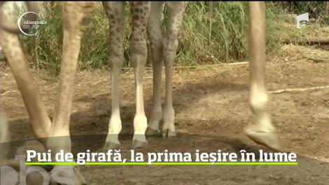 Un pui de girafă, vedeta grădinii zoologice din Santiago de Chile