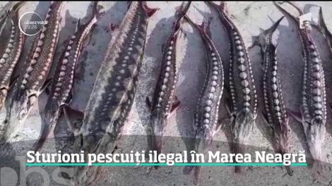 Sturioni pescuiți ilegal în Marea Neagră