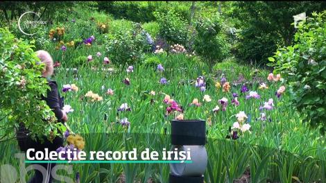 Colecție record de iriși în curtea unui horticultor din Vaslui