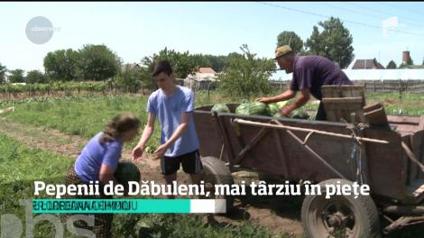 Vremea rea ţine pepenii româneşti vezi. Dacă anul trecut mâncam primii pepeni la începutul lunii iunie, acum vom avea de aşteptat
