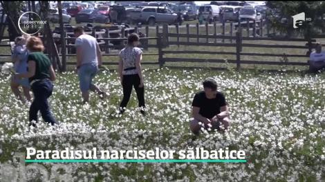 Paradisul narciselor sălbatice