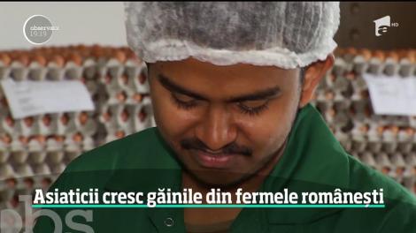 Vom mânca ouă româneşti, sortate de asiatici!