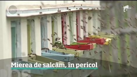Din cauza ploilor, albinele nu mai zboară din floare-n floare să culeagă nectarul parfumat, iar asta înseamnă că vom duce lipsa mierii de salcâm