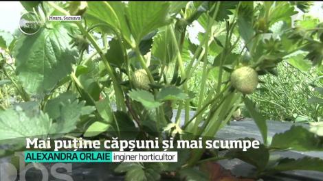 Căpşunile româneşti sunt scumpe la vedere în acest an! Din cauza ploilor în exces, fructele se strică înainte să fie culese