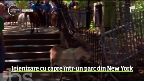 Autorităţile din New York au apelat la o soluţie inedită pentru a scăpa de buruieni. Nu mai puţin de. 24 de capre a fost aduse la păscut în parcul Riverside din Manhattan