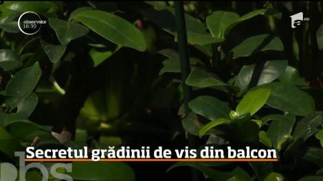 Luna mai este perioada anului în care românii îndrăgostiţi de flori îşi transformă balcoanele în grădini în miniatură!