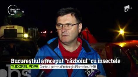 Primăria Capitalei a început seria de tratamente împotriva insectelor