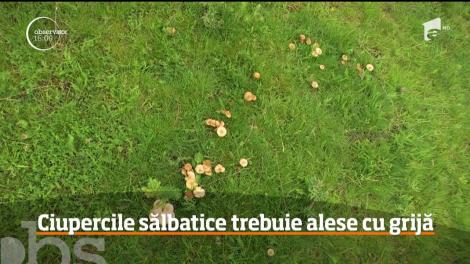 După ploaie, oamenii s-au apucat să culeagă ciuperci, fără să ştie cum se deosebesc cele bune de cele otrăvitoare