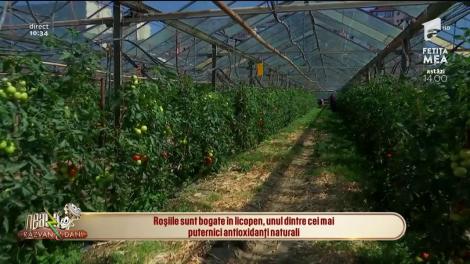 Neatza cu Răzvan și Dani. Cum arată roșiile românești si cum le recunoaștem